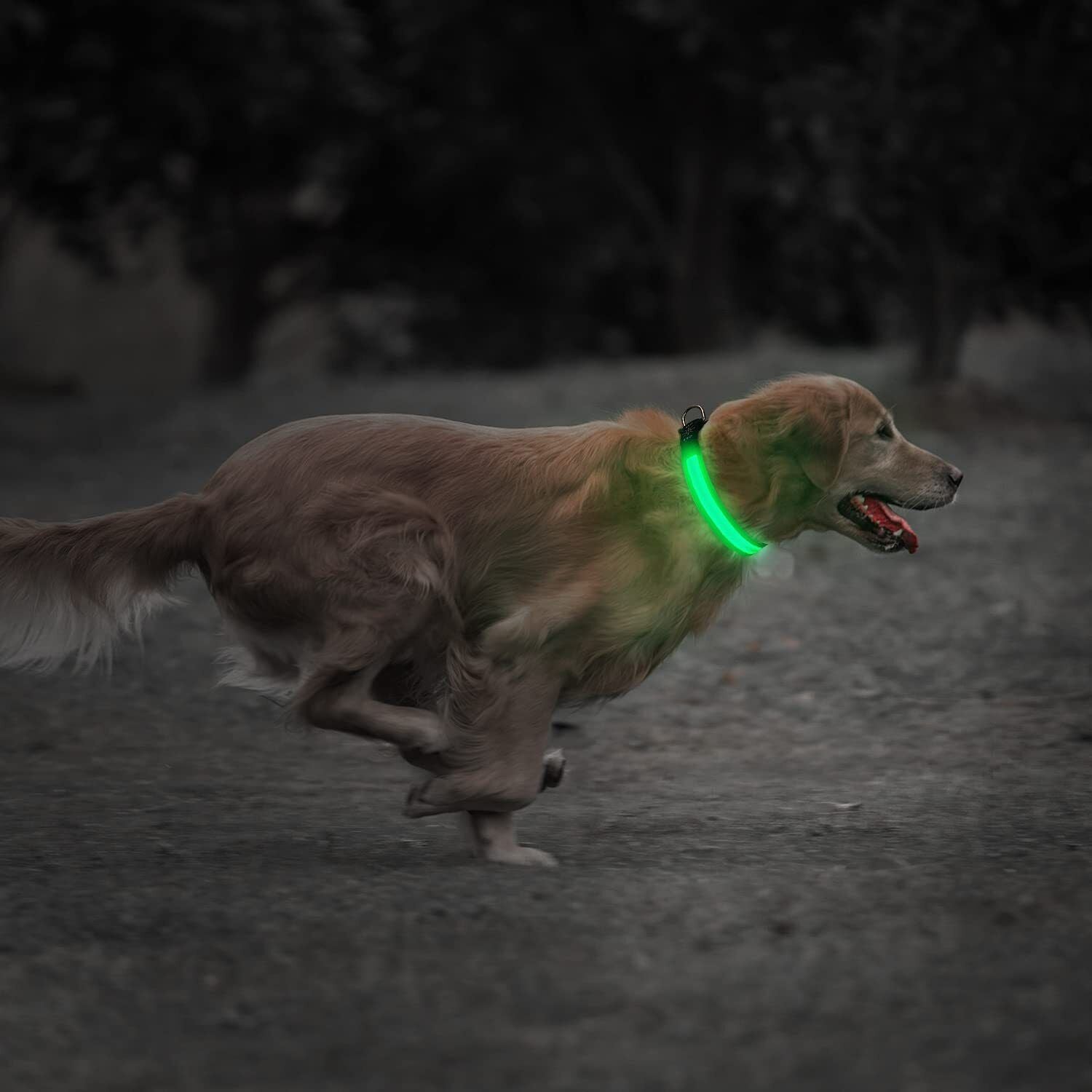 USB Rechargeable LED Pet Dog Collar - MyPet24 MyPet24 My Store USB Rechargeable LED Pet Dog Collar