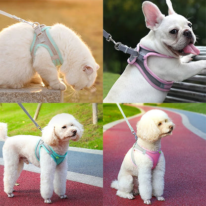 Cat &amp; Dog Harness Leash Set - MyPet24 MyPet24 MyPet24 Cat &amp; Dog Harness Leash Set