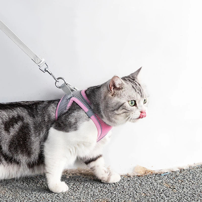 Cat &amp; Dog Harness Leash Set - MyPet24 MyPet24 MyPet24 Cat &amp; Dog Harness Leash Set