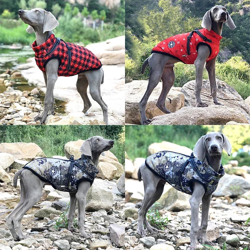 Fashion Vest for Dogs - MyPet24 MyPet24 MyPet24 Fashion Vest for Dogs