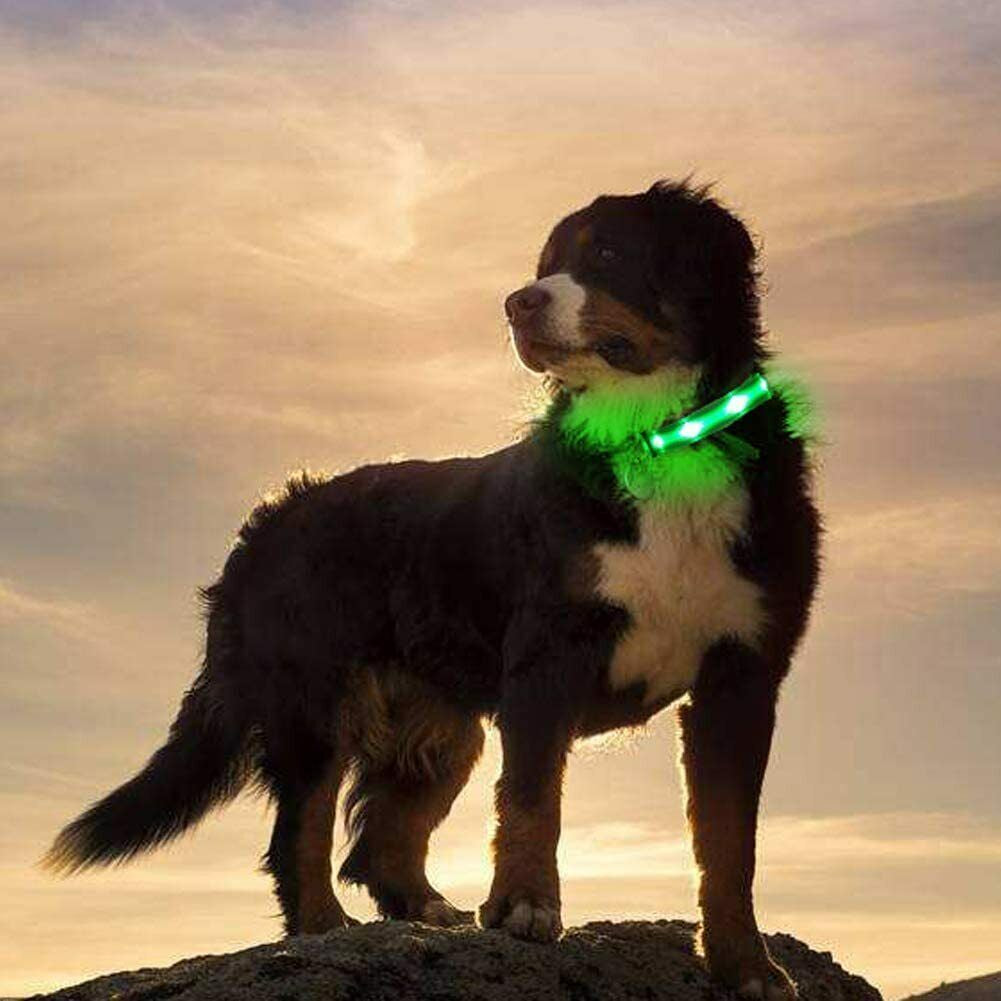 USB Rechargeable LED Pet Dog Collar - MyPet24 MyPet24 My Store USB Rechargeable LED Pet Dog Collar